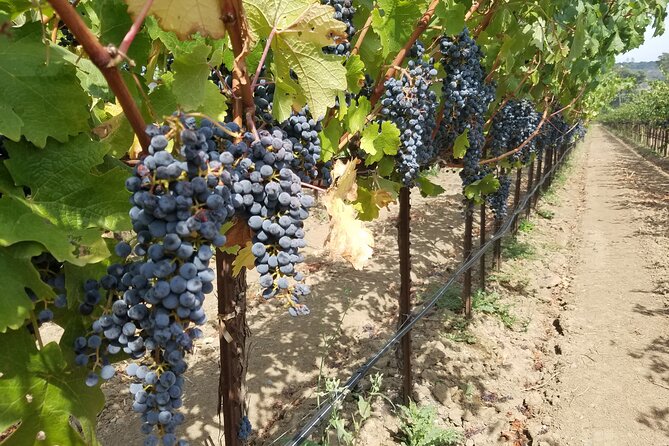 Explore Napa or Sonoma County Vineyards (Based on Your Reference) - 8 Hour Tour - Tour Pricing and Booking Details