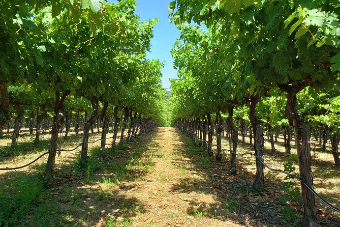 Explore Napa or Sonoma County Vineyards (Based on Your Reference) - 8 Hour Tour - Tour Overview and Inclusions