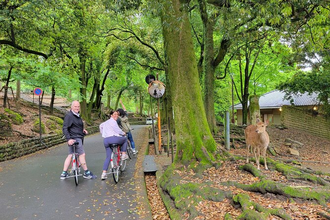 Explore Nara the Birthplace of the Country With E-Bike - Practical Information