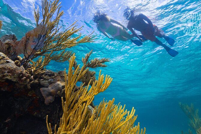 Explore Nassau's Best Spots with Snorkeling Tour - A Close Look at the Snorkeling Experience