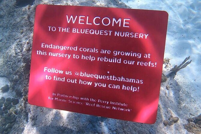 Explore Nassau's Best Spots with Snorkeling Tour - Authentic Insights from Past Participants