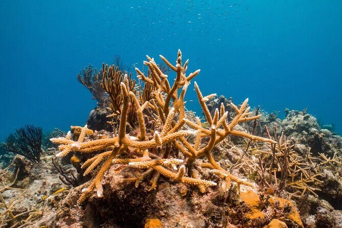 Explore Nassau's Best Spots with Snorkeling Tour - Who This Tour Is Best For