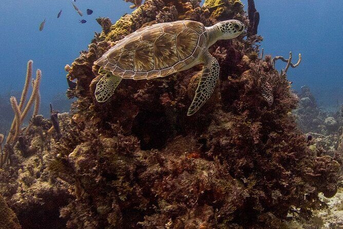 Explore Nassau's Best Spots with Snorkeling Tour - The Sum Up