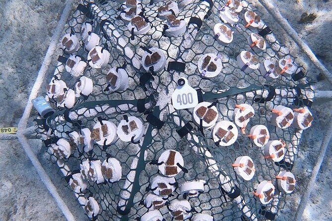 Explore Nassau's Best Spots with Snorkeling Tour - Frequently Asked Questions