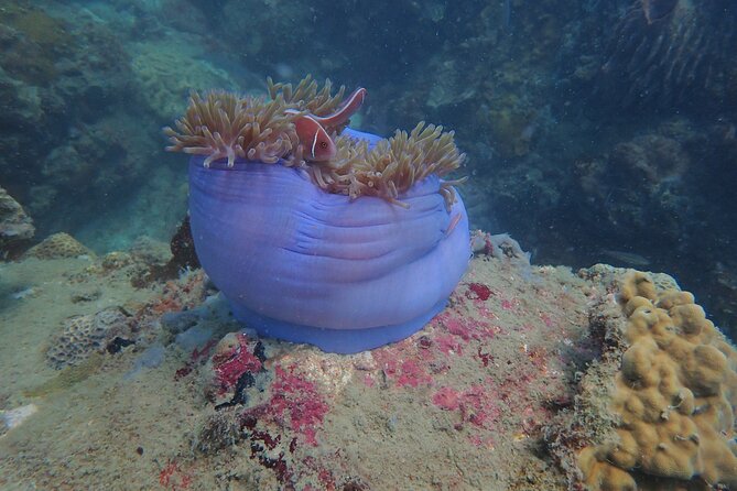Explore Nha Trang Bay: Half-Day Snorkeling Adventure Tour - Pickup and Cancellation Details