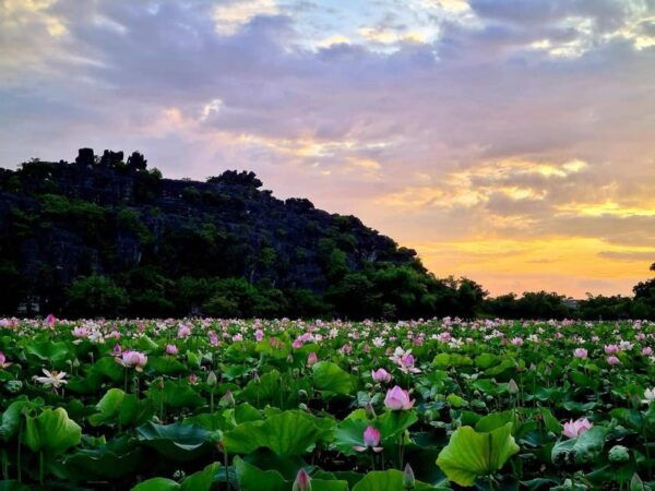Explore Ninh Binh Hoa Lu Tam Coc Mua Cave & Cycling - Relaxation Options