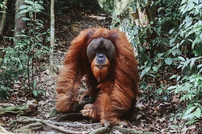 Explore North Sumatra : 7 Days Tour Adventure Package - FAQ