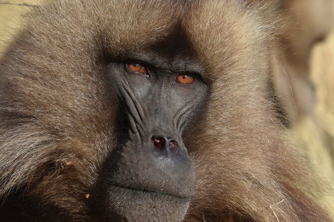 Explore Northern Ethiopia in 6 Days 5 Nights by Flight - Good To Know