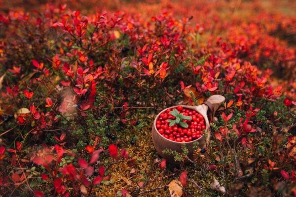 Explore Northern Lapland - Semi-Self Guided Summer Holiday - Cancellation and Refund Policy
