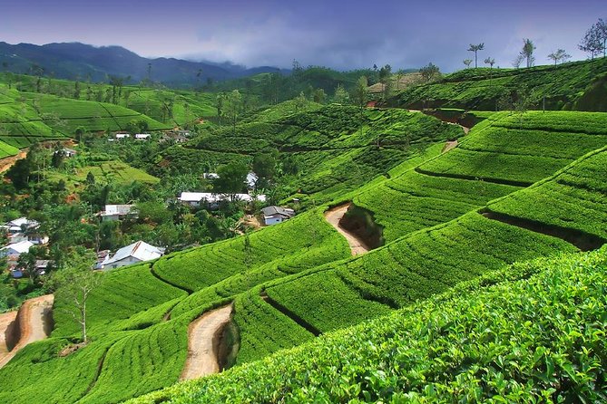 Explore Nuwara Eliya | Experience the Best Tea in the World - Cancellation Policy