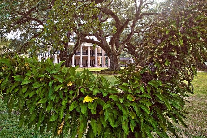 Explore Oak Alley Plantation Guided Tour With Transportation - Additional Information and Tips