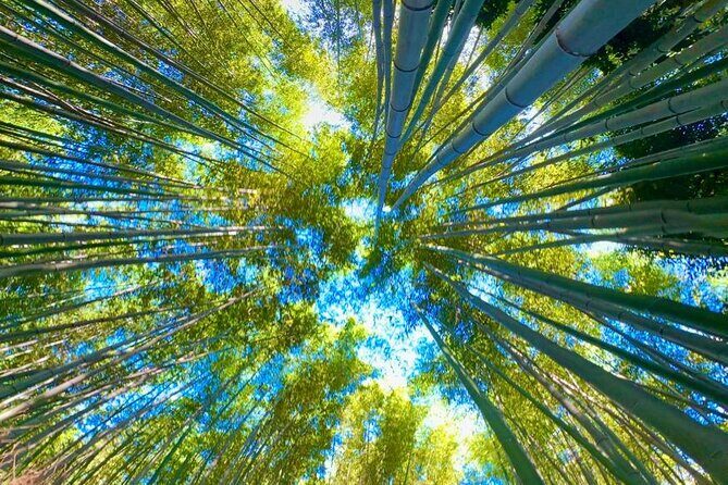 Explore Osaka and Kyoto with Private Transportation - Potential Drawbacks to Consider