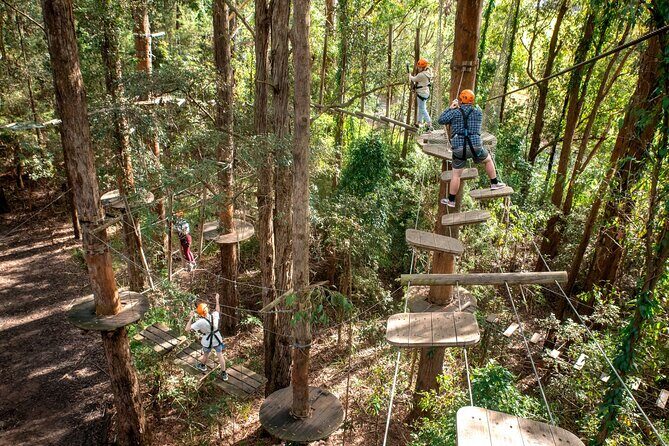 Explore Ourimbah State Forest Tree Ropes Course - Good To Know