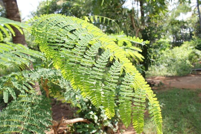 Explore Palani Murugan Temple From Coimbatore - The Journey to Palani Murugan Temple: What to Expect
