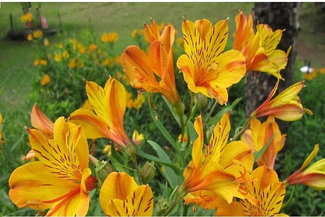 Explore Palani Murugan Temple From Coimbatore - Authentic Experiences and Tips from Reviewers