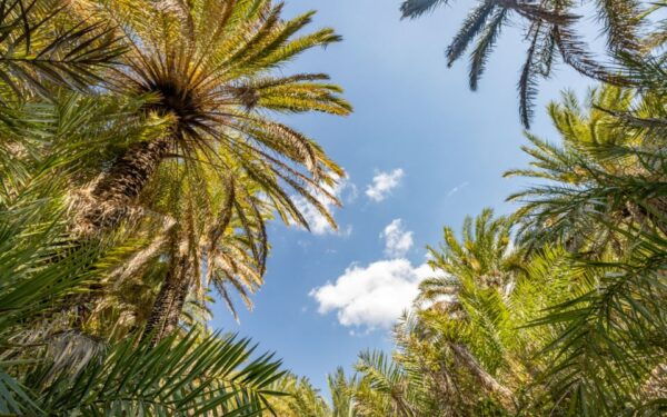 Explore Preveli Palms, Damnoni Beach & Historic Rethymno - The Sum Up