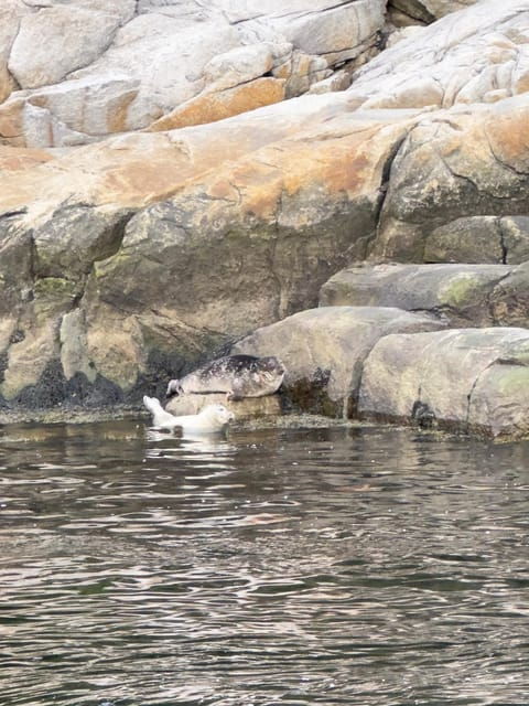 Explore Quebec: 5-Day Motorhome and Whale Watching Adventure - Pricing and Booking