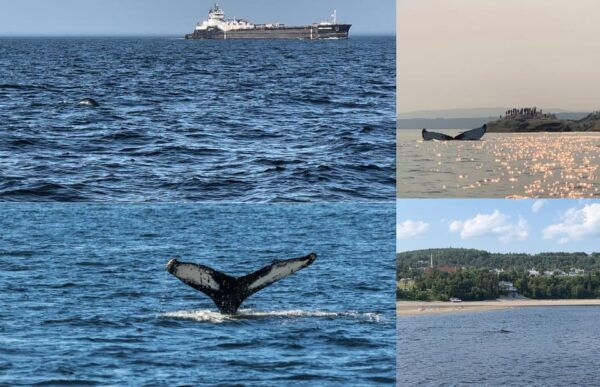 Explore Quebec: 5-Day Motorhome and Whale Watching Adventure - Memorable Adventure