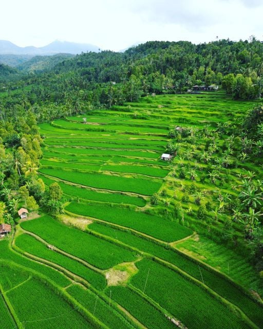 Explore Rice Terraces Munduk & Waterfall Trekking Experience - Activity Information