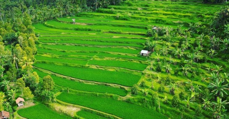 Explore Rice Terraces Munduk & Waterfall Trekking Experience - Experience Highlights