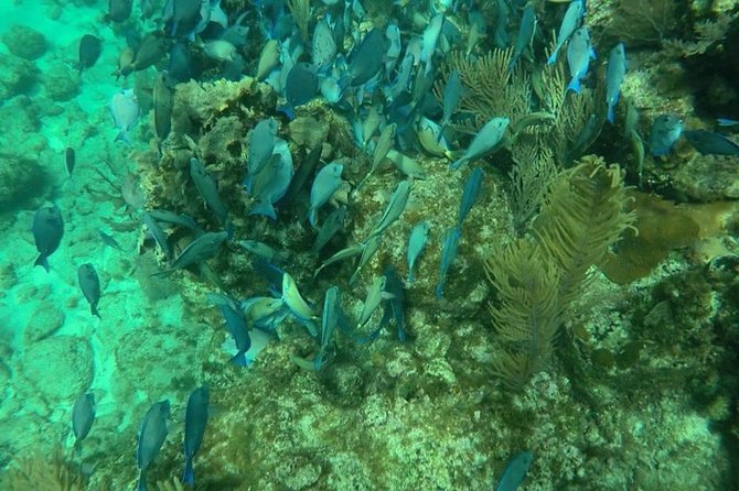 Explore Roatan's Rich Culture and Marine Life - Village Exploration and History