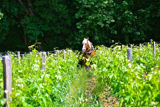 Explore Saint-Émilion on E-Bikes: Small Group, Full-Day Tour - Frequently Asked Questions