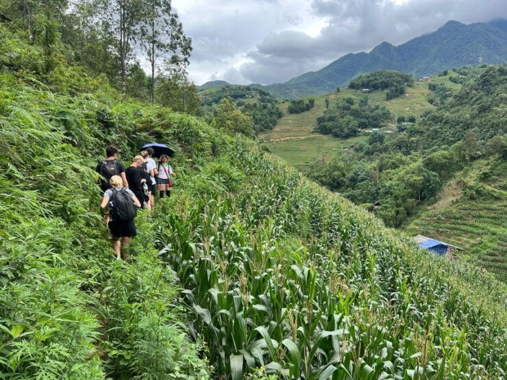 Explore Sapa by Trekkingadventures, Mountain,Rice Fields - Pricing and Reservation Details