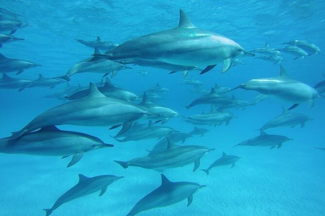 Explore Satayeh Reef on a Marsa Alam Snorkeling Trip - The Sum Up