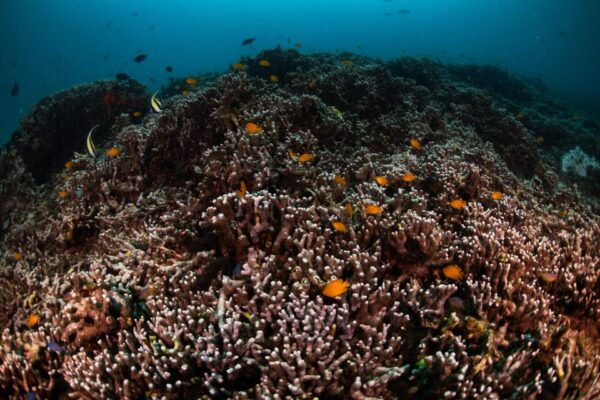 Explore Scuba Diving at Racha Yai Island From Phuket - Questions You May Have