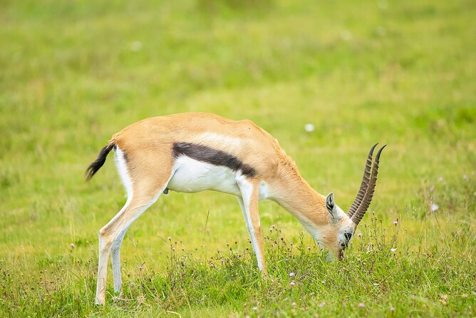 Explore Serengeti 5 Days 4 Nights - Safari Activities