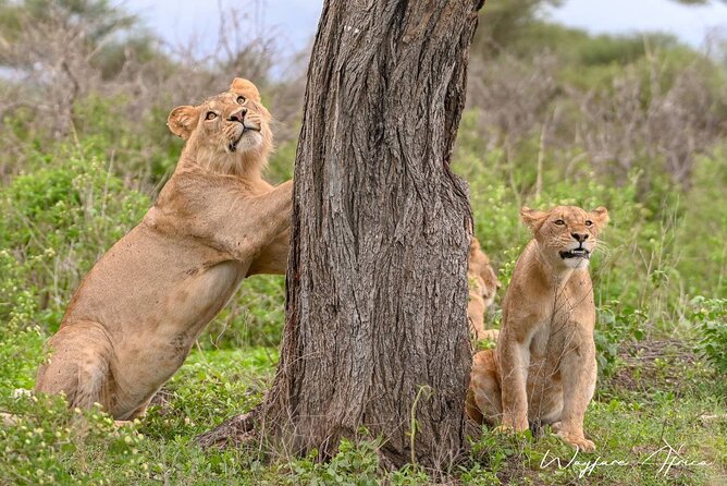 Explore Serengeti 5 Days 4 Nights - Dining Options