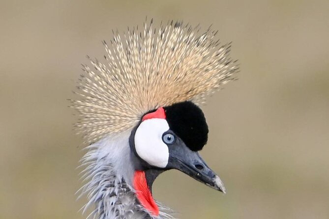 Explore Serengeti 5 Days 4 Nights - Frequently Asked Questions