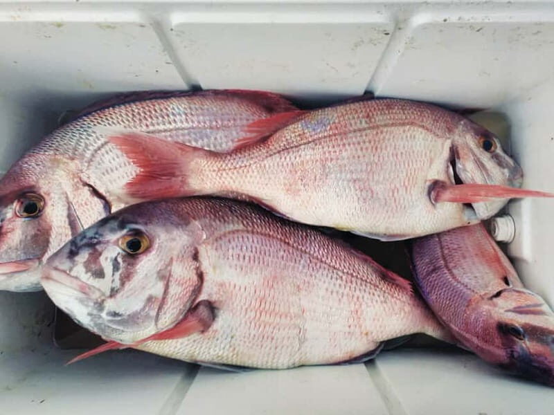 Explore Sesimbra: Private Sport Fishing All Inclusive Tour - FAQs