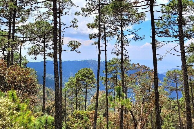 Explore Sierra Norte, Half-Day Hiking Adventure - Who Would Love This Tour?