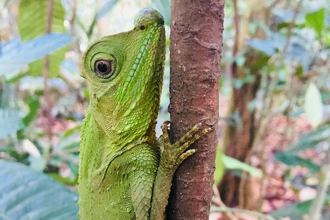 Explore Singharaja Forest Reserve (mirissa/weligama & Galle) - Meeting and Pickup Details