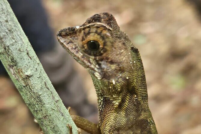 Explore Singharaja Rain Forest from Hambantota - Who should consider this tour?