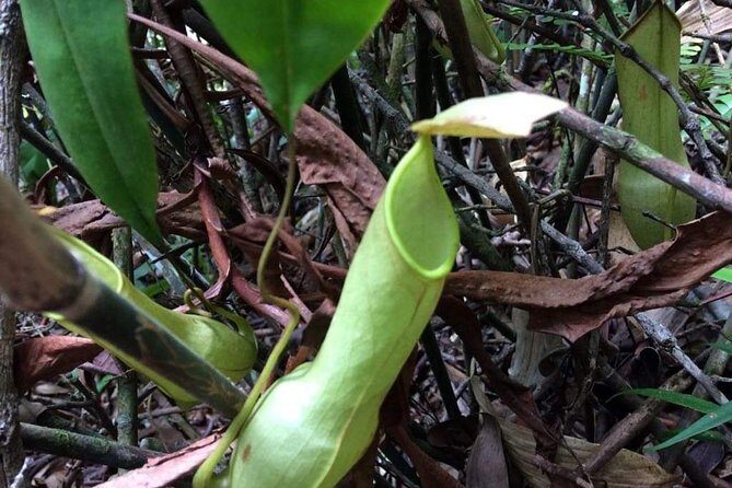 Explore Sinharaja Rainforest Lions Rock Hike Full day - FAQ