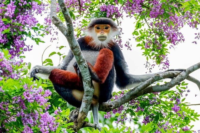 Explore Son Tra Peninsula, Monkey Mountain, Lady Buddha half-day - Transportation & Practical Details