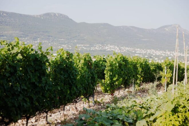 Explore Split, Trogir With Lunch at Kastel Sikuli Winery - Sikuli Winery Details