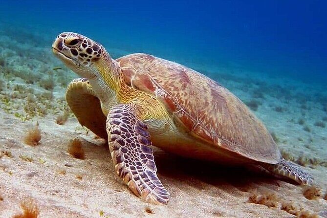 Explore Sri Lankas South Coast - Galle One Day City Tour - Authenticity and Overall Experience