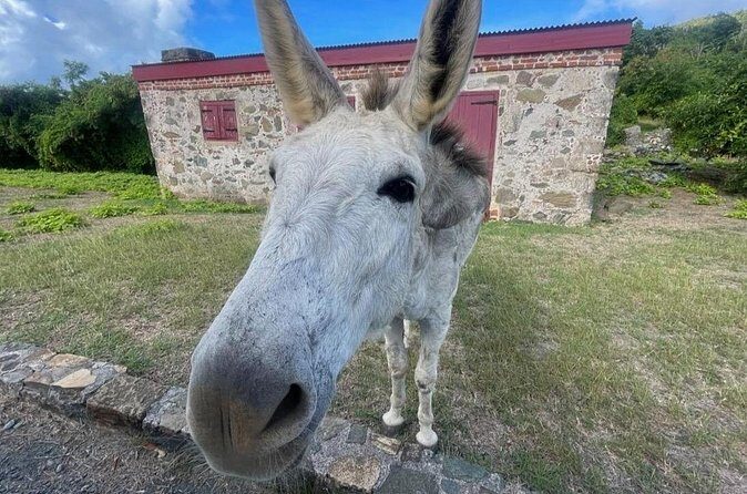 Explore St. John, Beaches and National Park Private Tour - Final Thoughts: Who Will Love This Tour?