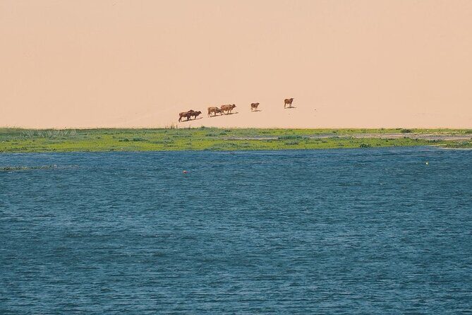 Explore Sunset Mui Ne: Fairy Stream, Fishing Village, Sand Dunes - White Sand Dunes: Adventure on the Sands
