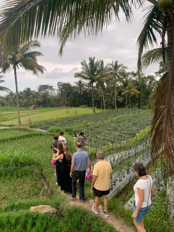 Explore Tetebatu Nature and Culture at Mount Rinjani - What to Expect from the Tetebatu Tour