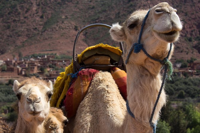 Explore the Atlas Mountains - Traveler Photos and Reviews
