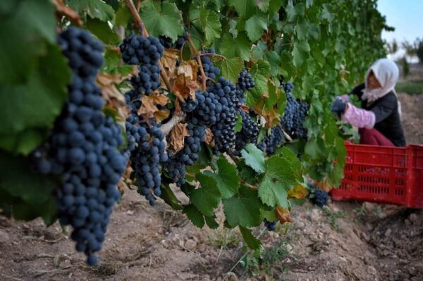 EXPLORE THE BEAUTY OF CAO DAI TEMPLE IN TAY NINH - Exploring Local Grape Gardens