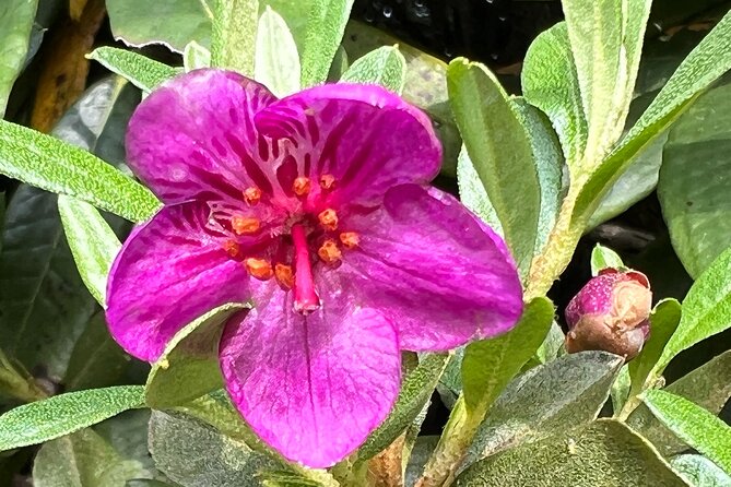 Explore the Beauty of Champa Devi: A Rewarding Hiking Experience - Champa Devi: An Overview