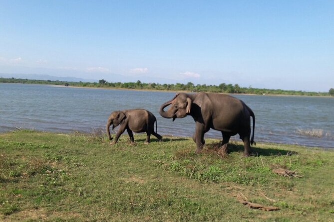 Explore The Beauty Of Udawalawe National Park From South Coast During 01 Day - Why Visit Udawalawe National Park?