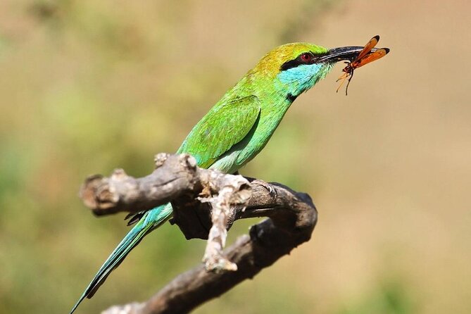 Explore The Beauty Of Udawalawe National Park From South Coast During 01 Day - What to Expect During Your 01 Day Trip