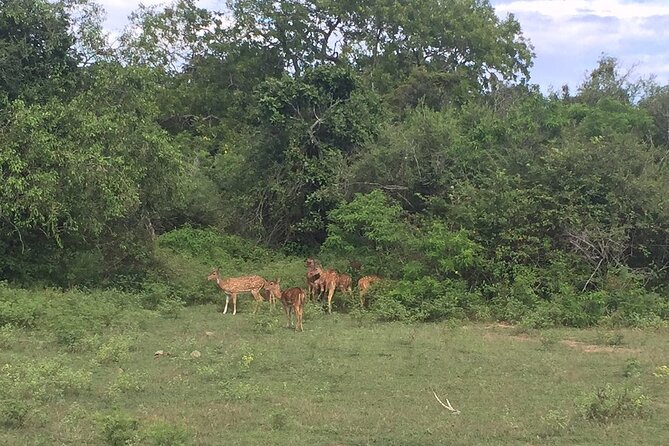 Explore The Beauty Of Udawalawe National Park From South Coast During 01 Day - Common Questions