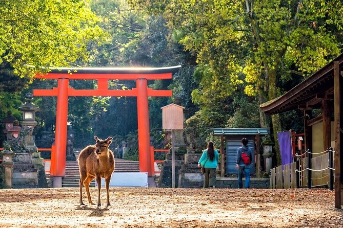 Explore the Best Spots of Arashiyama / Nara in a One Day Private Tour From Kyoto - Tour Duration: Full Day